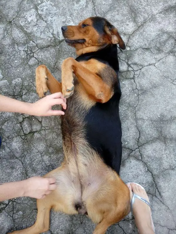 Cachorro ra a Indefinida idade 5 anos nome Anastácia