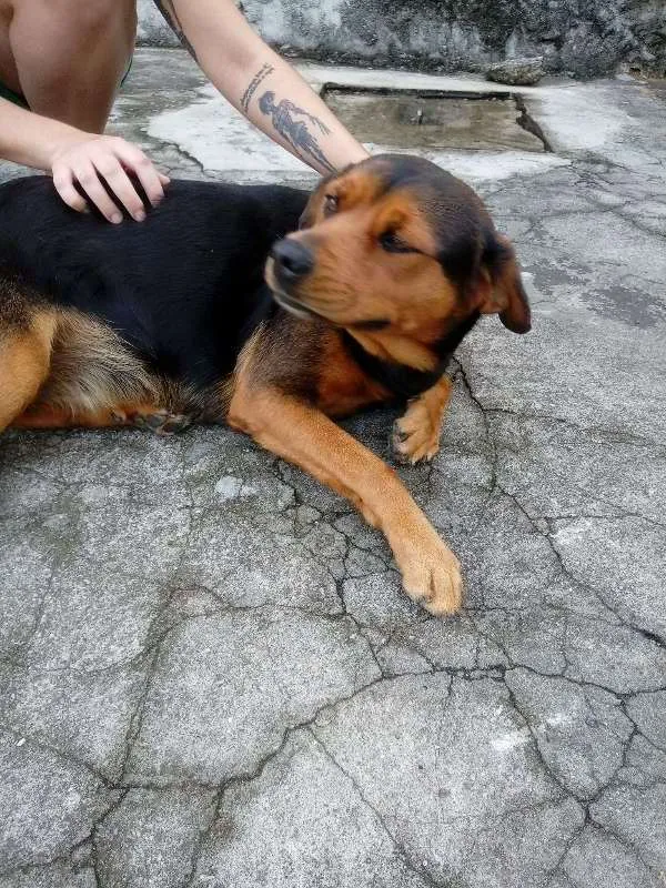 Cachorro ra a Indefinida idade 5 anos nome Anastácia