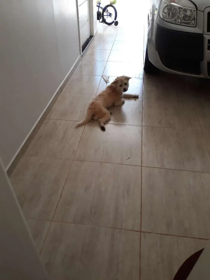 Cachorro ra a Não sei idade 1 ano nome Não sei