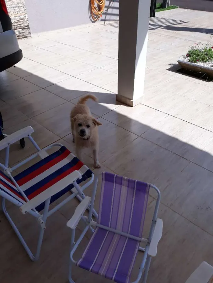 Cachorro ra a Não sei idade 1 ano nome Não sei