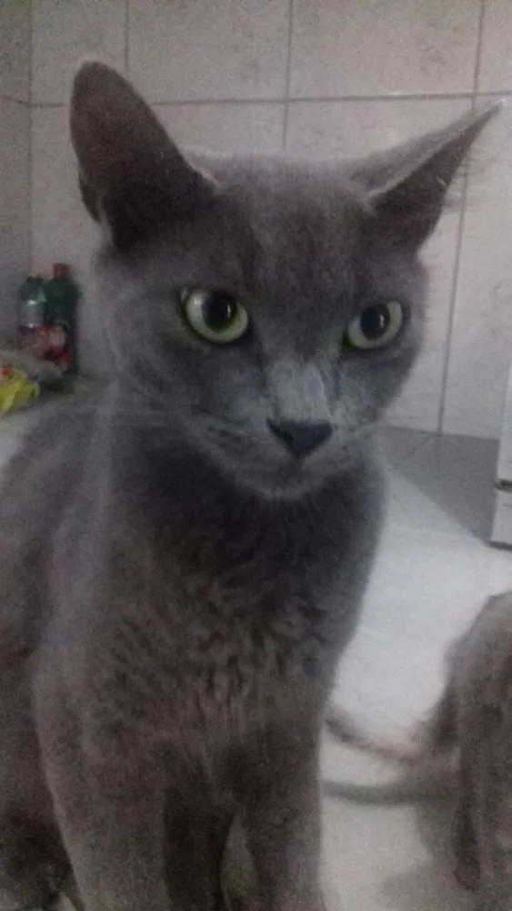 Gato raça Indefinida idade 2 a 6 meses nome Fifi,Duda e Ângela 