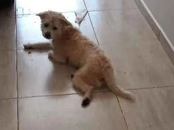 Cachorro ra a Não sei idade 1 ano nome Não sei