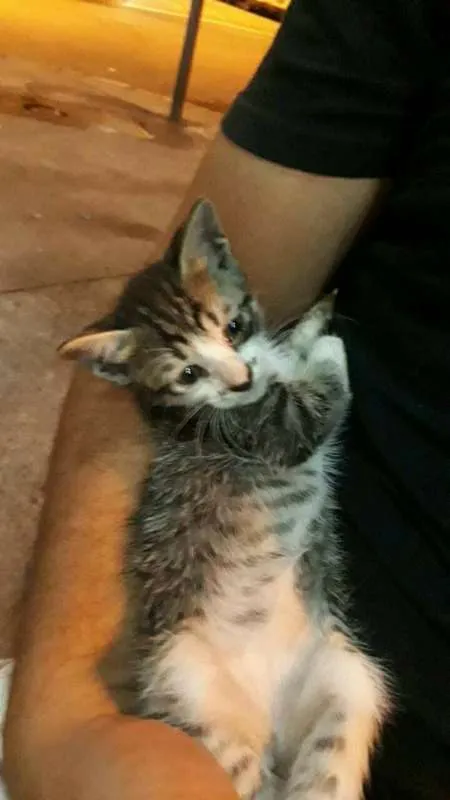 Gato ra a SRD idade Abaixo de 2 meses nome ADOTE