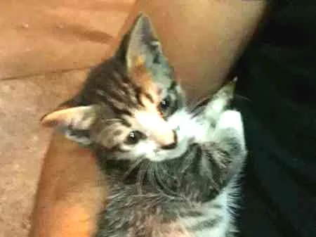 Gato ra a SRD idade Abaixo de 2 meses nome ADOTE