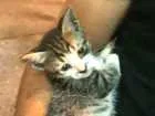 Gato raça SRD idade Abaixo de 2 meses nome ADOTE