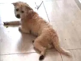 Cachorro raça Não sei idade 1 ano nome Não sei