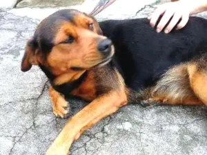 Cachorro raça Indefinida idade 5 anos nome Anastácia