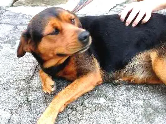 Cachorro ra a Indefinida idade 5 anos nome Anastácia