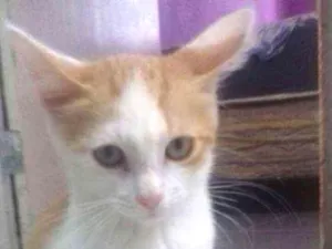 Gato raça Indefinida idade 2 a 6 meses nome Fifi,Duda e Ângela 