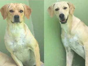 Cachorro raça  idade 2 anos nome Frida e Hanna