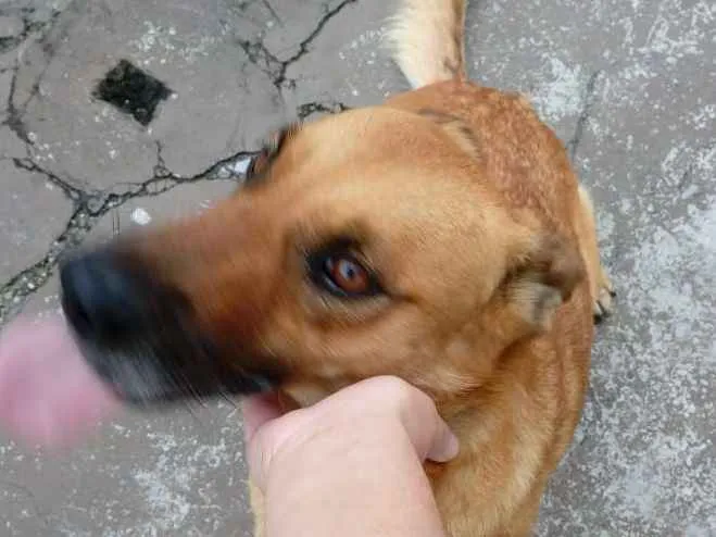 Cachorro ra a Indefinida idade 5 anos nome Monalisa