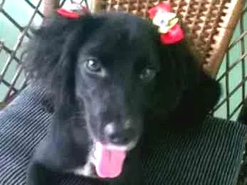 Cachorro ra a srd idade  nome Pretinha