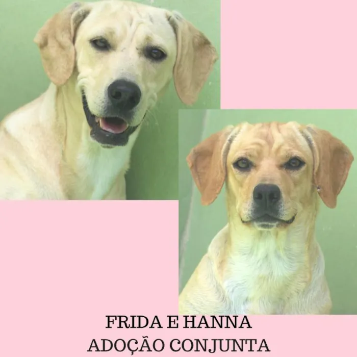 Cachorro ra a  idade 2 anos nome Frida e Hanna