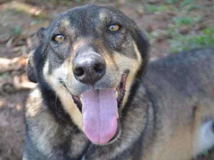 Cachorro raça SRD idade 6 ou mais anos nome RONALDO, Um fenômeno! 