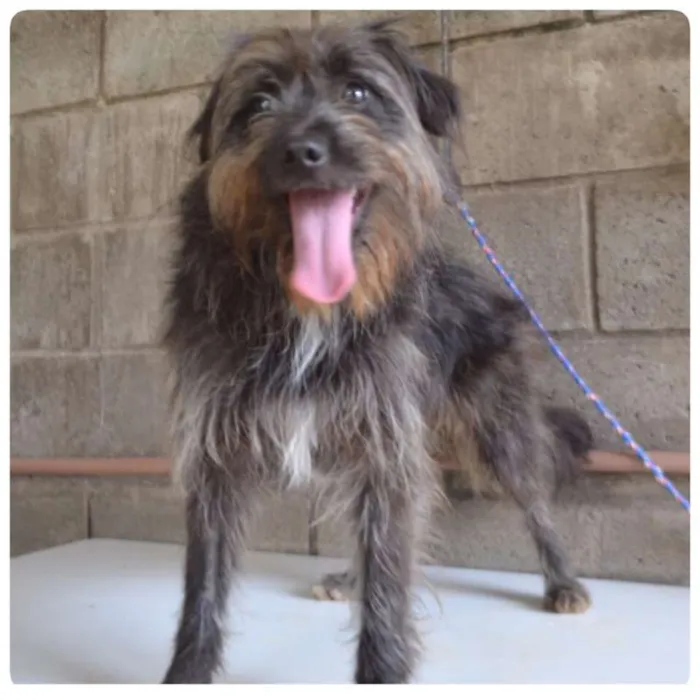 Cachorro ra a SRD idade 1 ano nome DINHOzinho!