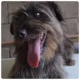 DINHOzinho!