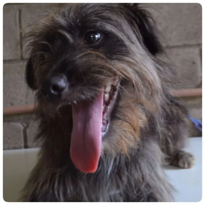 Cachorro ra a SRD idade 1 ano nome DINHOzinho!