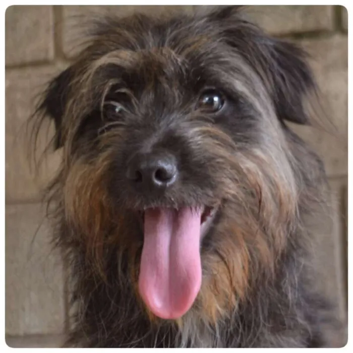 Cachorro ra a SRD idade 1 ano nome DINHOzinho!