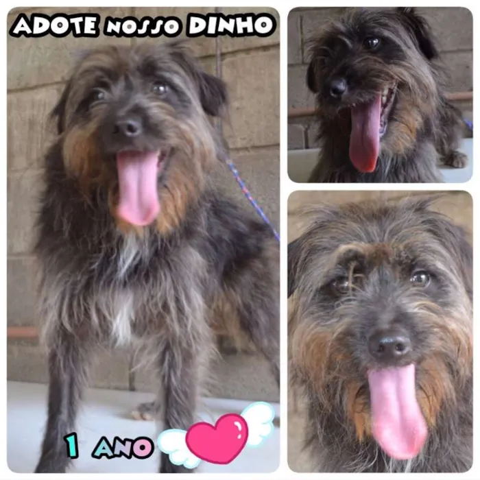 Cachorro ra a SRD idade 1 ano nome DINHOzinho!