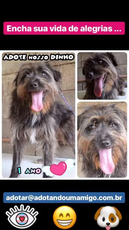 Cachorro ra a SRD idade 1 ano nome DINHOzinho!