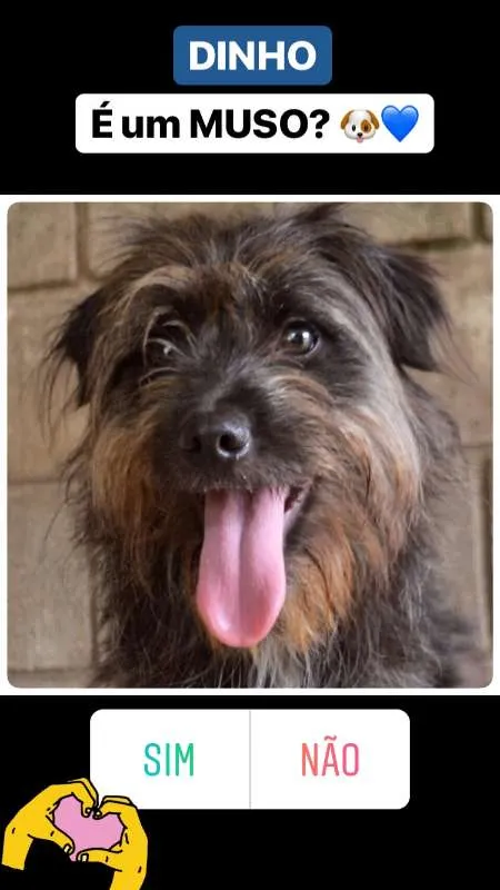 Cachorro ra a SRD idade 1 ano nome DINHOzinho!