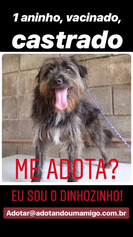 Cachorro ra a SRD idade 1 ano nome DINHOzinho!