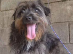 Cachorro raça SRD idade 1 ano nome DINHOzinho!