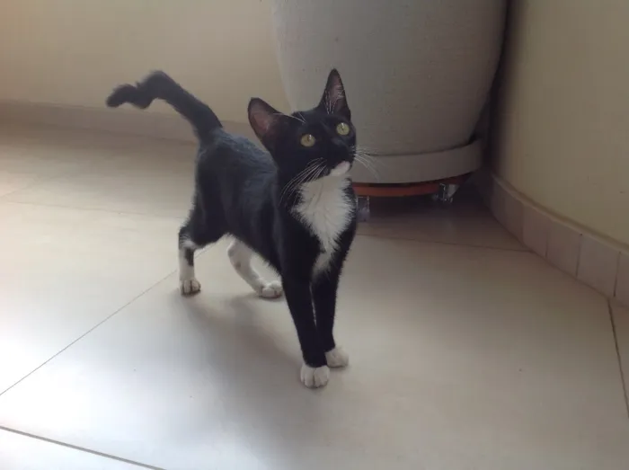 Gato ra a Vira lata idade 2 a 6 meses nome Sem nome