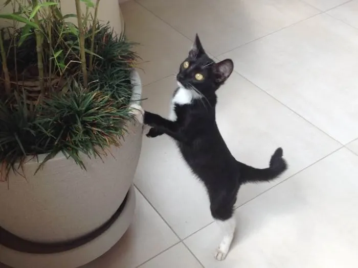 Gato ra a Vira lata idade 2 a 6 meses nome Sem nome