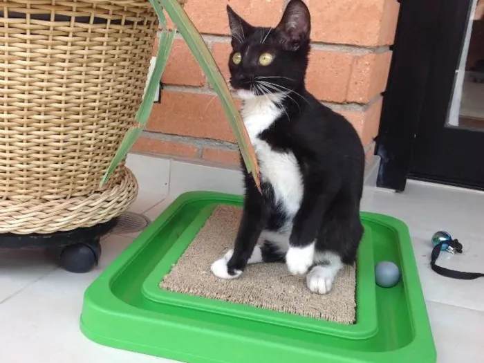 Gato ra a Vira lata idade 2 a 6 meses nome Sem nome
