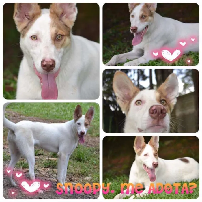 Cachorro ra a SRD idade 1 ano nome SNOOPY!