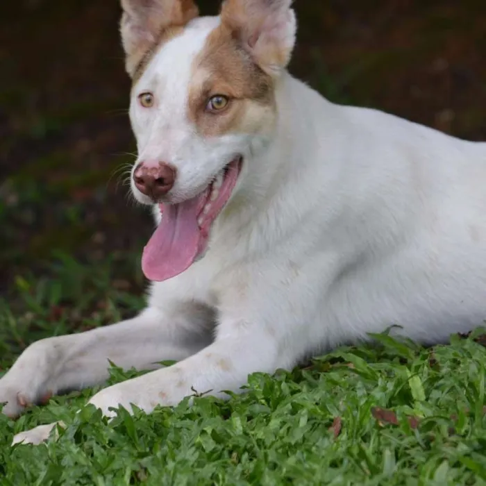 Cachorro ra a SRD idade 1 ano nome SNOOPY!