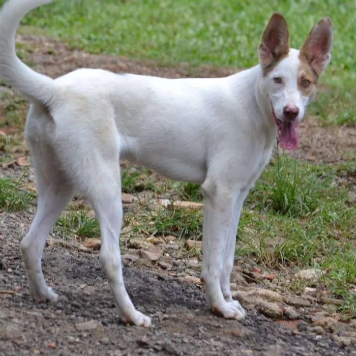 Cachorro ra a SRD idade 1 ano nome SNOOPY!