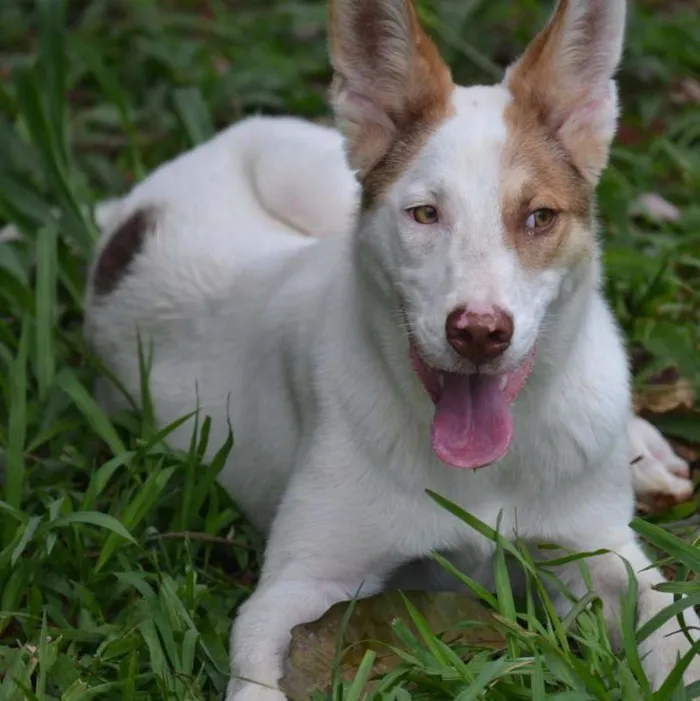 Cachorro ra a SRD idade 1 ano nome SNOOPY!