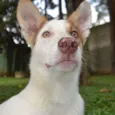 SNOOPY!