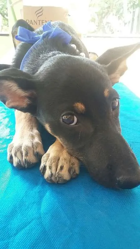 Cachorro raça SRD idade 2 a 6 meses nome Pretinha