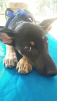 Pretinha