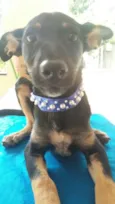 Pretinha