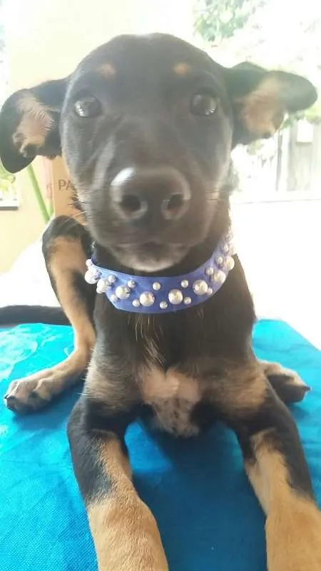 Cachorro raça SRD idade 2 a 6 meses nome Pretinha