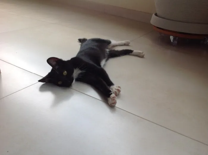 Gato ra a Vira lata idade 2 a 6 meses nome Sem nome