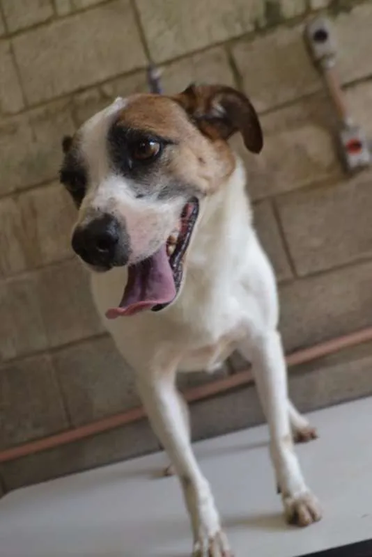 Cachorro ra a SRD idade 5 anos nome SPARK!