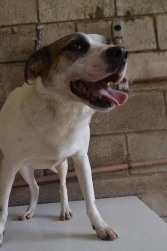 Cachorro ra a SRD idade 5 anos nome SPARK!