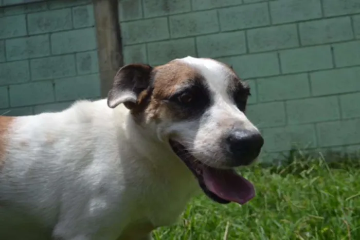 Cachorro ra a SRD idade 5 anos nome SPARK!