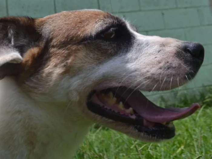 Cachorro ra a SRD idade 5 anos nome SPARK!