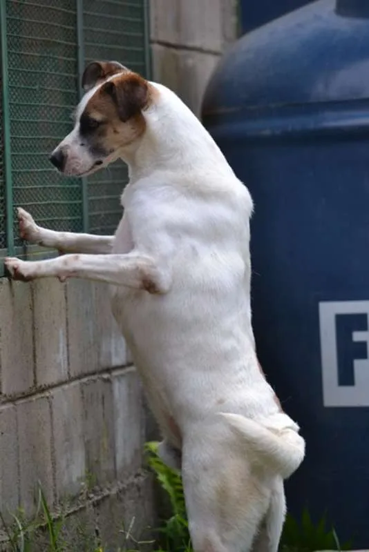 Cachorro ra a SRD idade 5 anos nome SPARK!