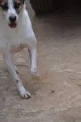 SPARK!