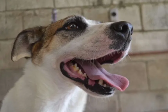 Cachorro ra a SRD idade 5 anos nome SPARK!