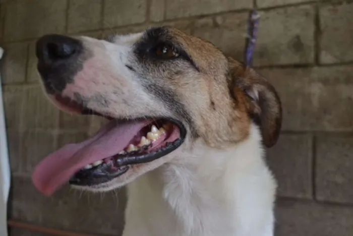 Cachorro ra a SRD idade 5 anos nome SPARK!