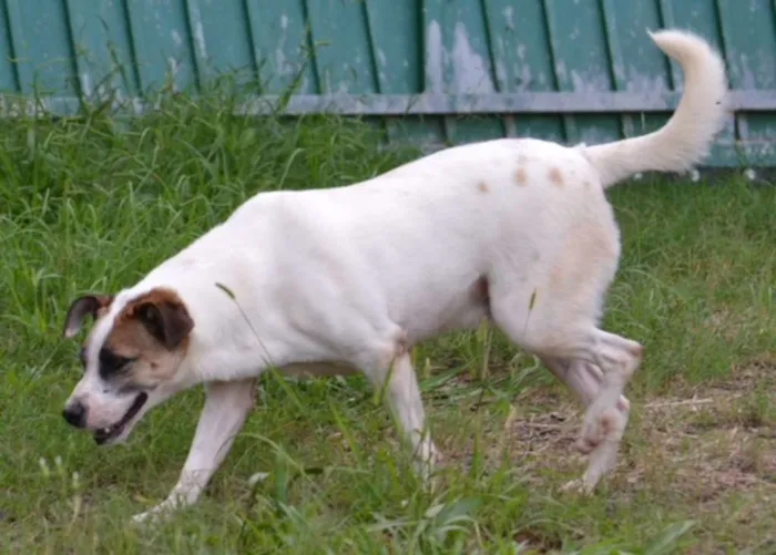Cachorro ra a SRD idade 5 anos nome SPARK!