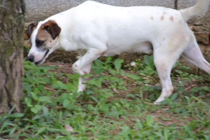 Cachorro ra a SRD idade 5 anos nome SPARK!